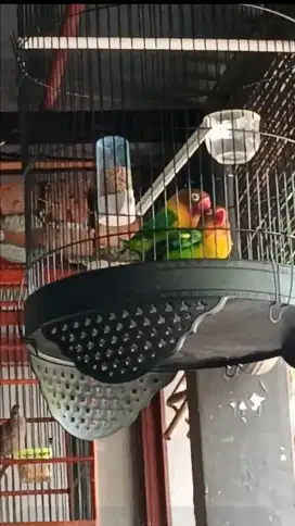 Lovebird sepasang