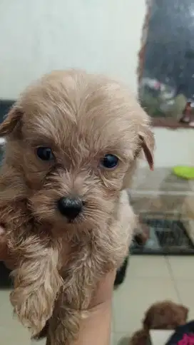Mix poodle betina size mini