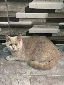 BSH Lilac / British Shorthair Lilac / Indukan BSH