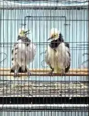 sepasang burung jalak hongkong 1,5 tahunan gacor siap koleksi piara ok