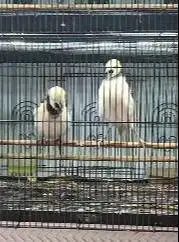 sepasang burung jalak hongkong 1,5 tahunan gacor siap koleksi piara ok