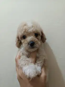 Toy podle fawn puppies