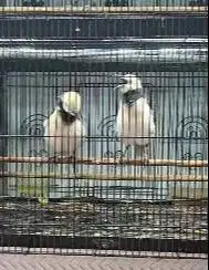 sepasang burung jalak hongkong 1,5 tahunan koleksian siap piara hobby
