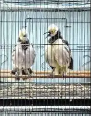 sepasang burung jalak hongkong 1,5 tahunan koleksian siap piara hobby