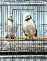 sepasang burung jalak hongkong 1,5 tahunan siap koleksi piara hobby2an