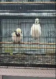 sepasang burung jalak hongkong 1,5 tahunan siap koleksi piara hobby2an