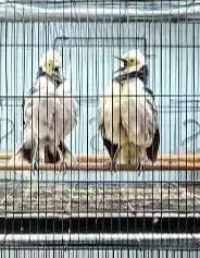 sepasang burung jalak hongkong 1,5 thn siap piara koleksi hobby2an top