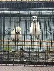 sepasang burung jalak hongkong 1,5 thn siap piara koleksi hobby2an top