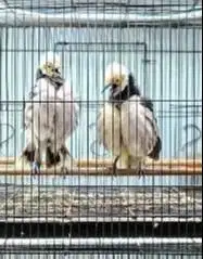 sepasang burung jalak ongkong 1,5 thn siap piara koleksian hobby2an ok