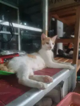Dibutuhkan wanita single serabutan urus anjing kucing