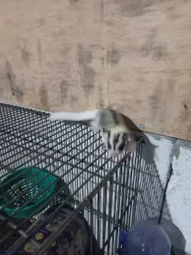 Sugar glider betina mozaik