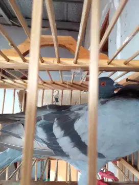 Merpati sudah giring