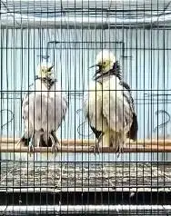 sepasang burung jalak hongkong 1,5 thn siap piara koleksi rawatan puas