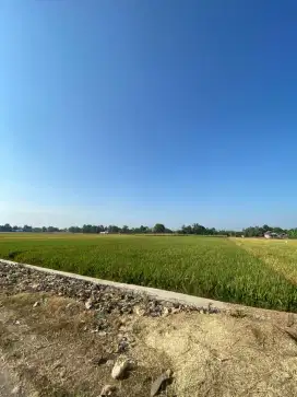 Jual Sawah Produktif