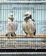sepasang burung jalak hongkong 1,5 thn siap koleksian piara hobby2an