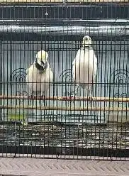sepasang burung jalak hongkong 1,5 thn siap koleksi piara hobby2an top