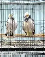 sepasang burung jalak hongkong 1,5 thn siap koleksi piara hobby2an top