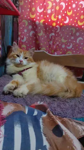 Persia oyen longhair