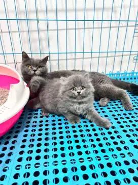 British longhair