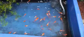 Ikan guppy koi albino