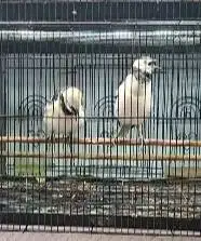 sepasang burung jalak hongkong 1,5 tahun siap koleksi piara hobby2an