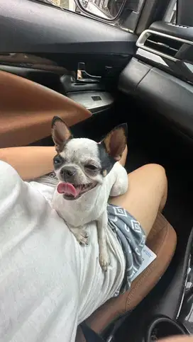 Open adopt chihuahua betina