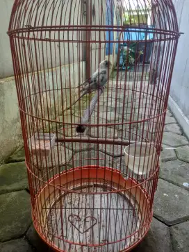 Burung parkit wrna cantik fs