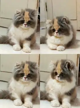 Kucing Persia Flatnose Dilute Calico