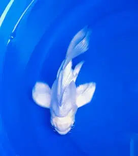 Koi hudielong impor 20cm