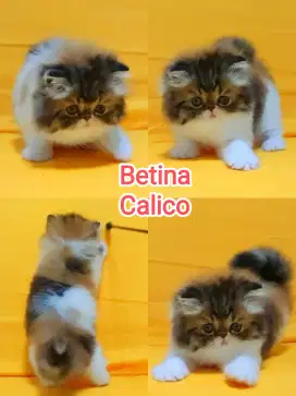 Kitten Persia Peaknose Betina Calico
