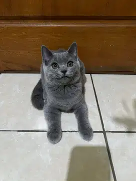 KUCING BRITISH SHORTHAIR BSH BETINA