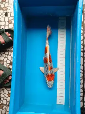 Kujaku 35cm male