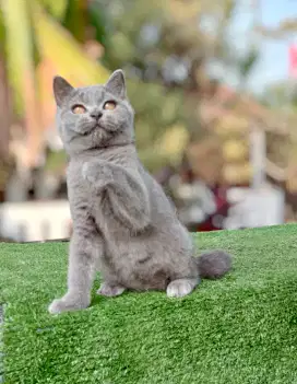 British Shorthair Kitten