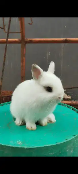 Kelinci Nederland dwarf