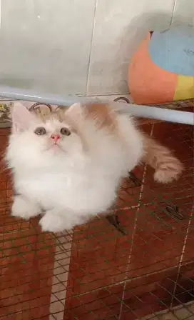Kitten Persia longhair