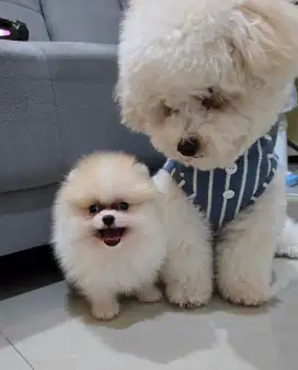 MINIPOM CAKEP TURUNAN MERLE