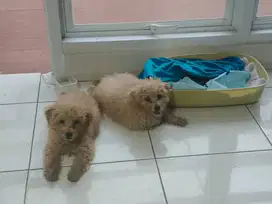 Poodle jantan 3 bulan