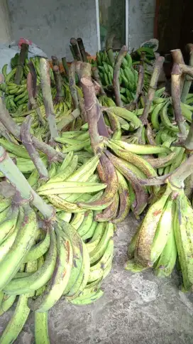 Jual pisang tanduk