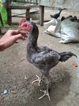 Ayam jenis mangon