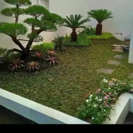 Jasa tukang taman rumah minimalis