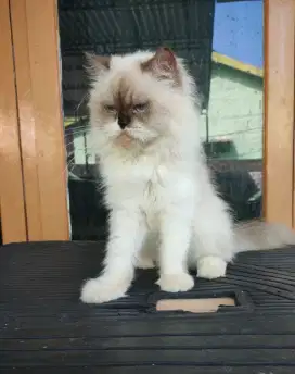 Kucing peacknose betina cantik