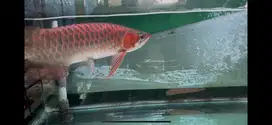Arwana super red jumbo 55cm up