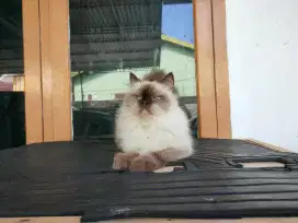Kucing peacknose betina manja