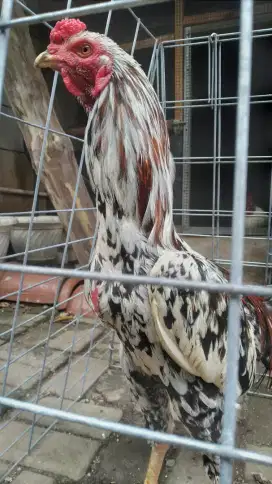 Ayam bk brumbun