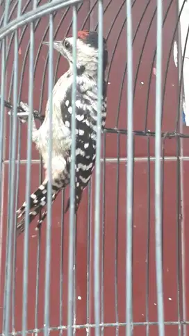 platuk bawang dari.anakan pur total