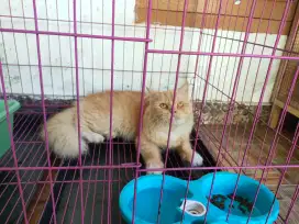 Kucing jantan jago kimpoy