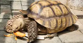 Sulcata jumbo male jual cepat mau renov