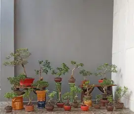 Borong murah Mame bonsai antik 20 pot