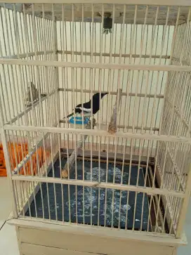 Jual Kacer fullset,,