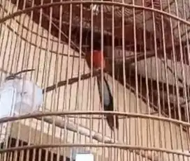 Murai batu Medan jual cepat